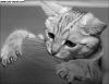 Cute cats that you want to pet all day. Feline Photos (VERY Funny and Cute Cat Pictures) 90,253 views. Jonathanleger. Added.